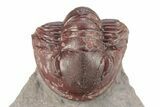 Red Proetid Trilobite - Hamar Laghdad, Morocco #271357-2